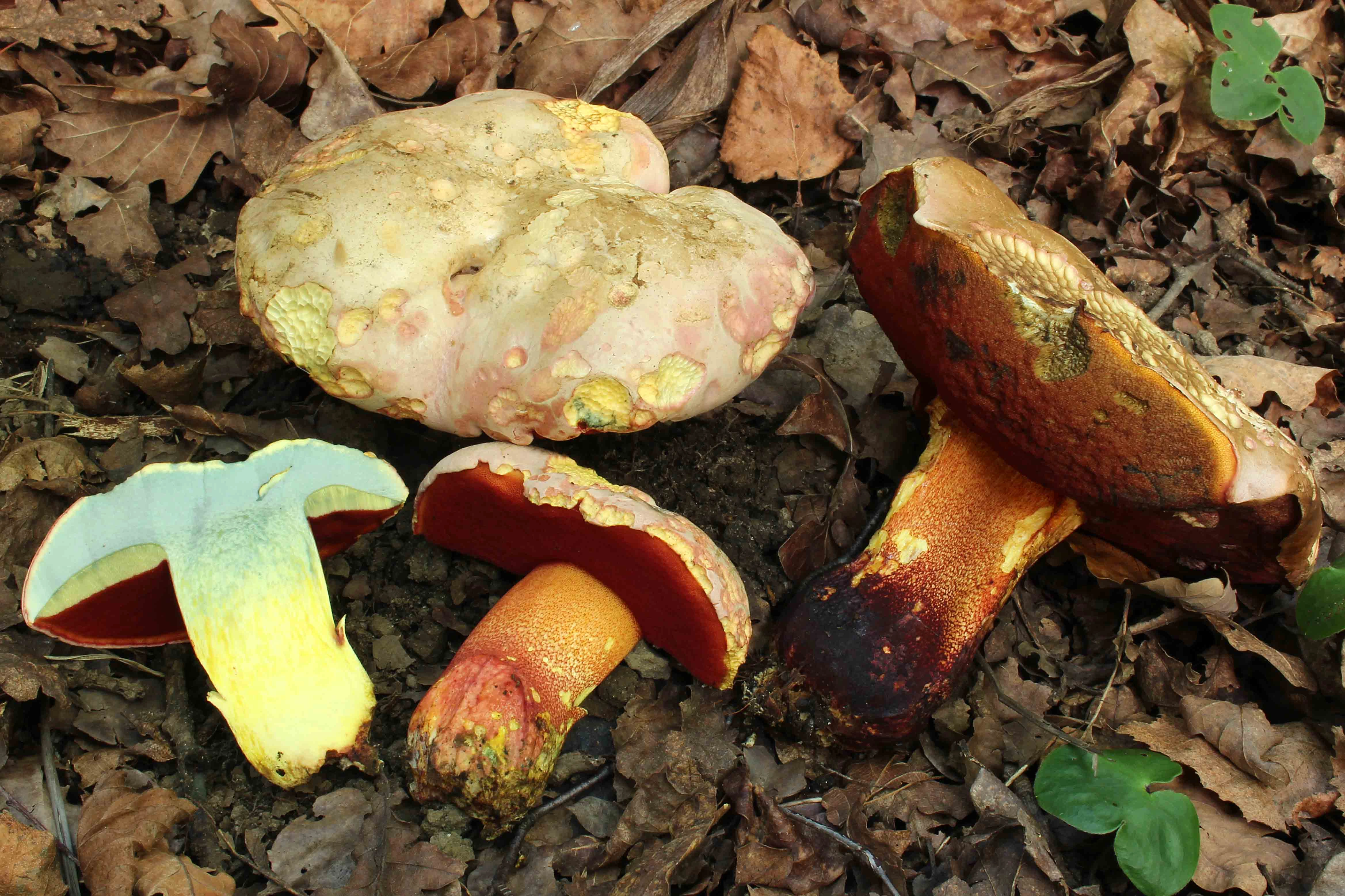 : Rubroboletus rhodoxanthus.