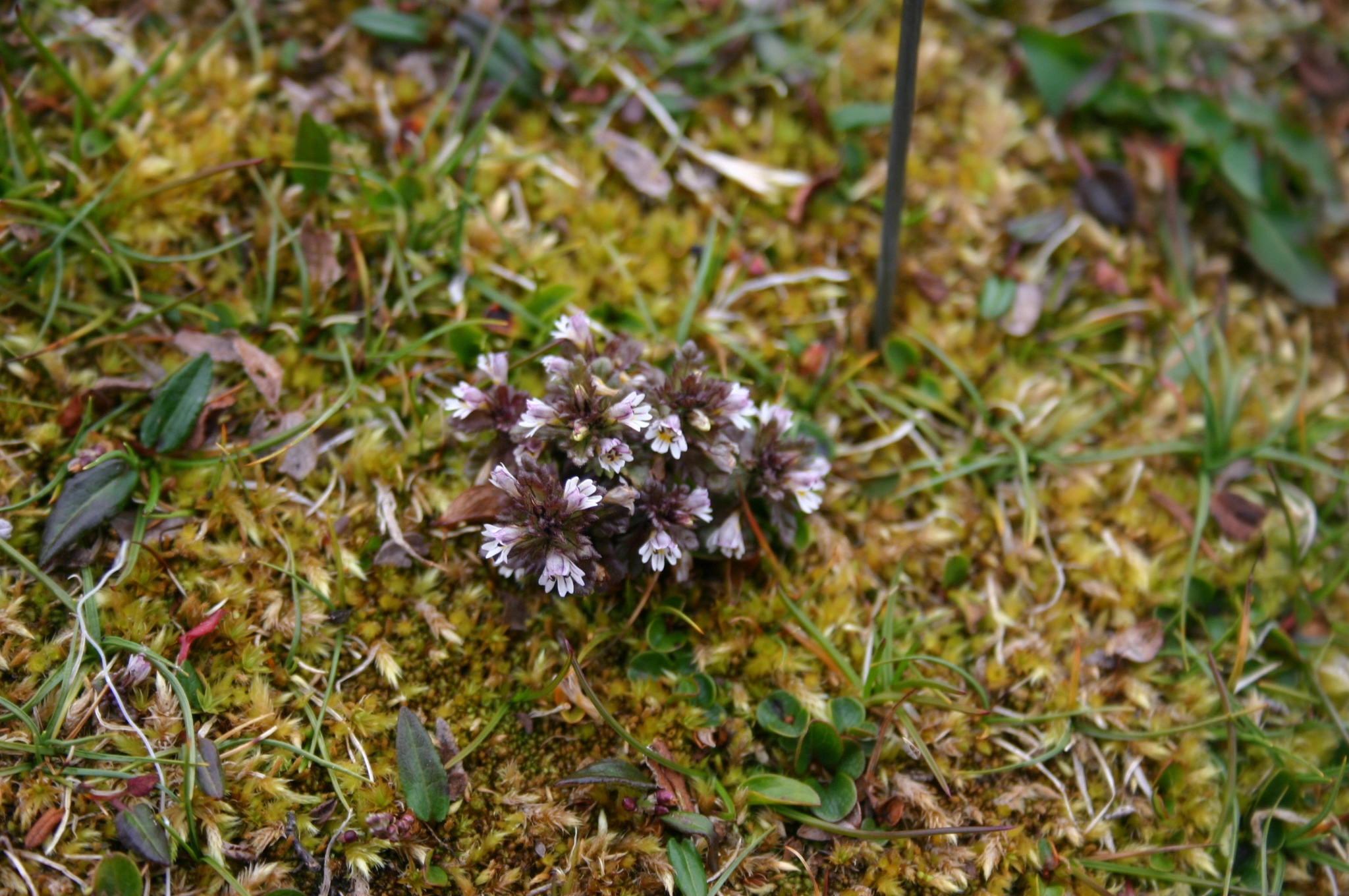 Småøyentrøst.