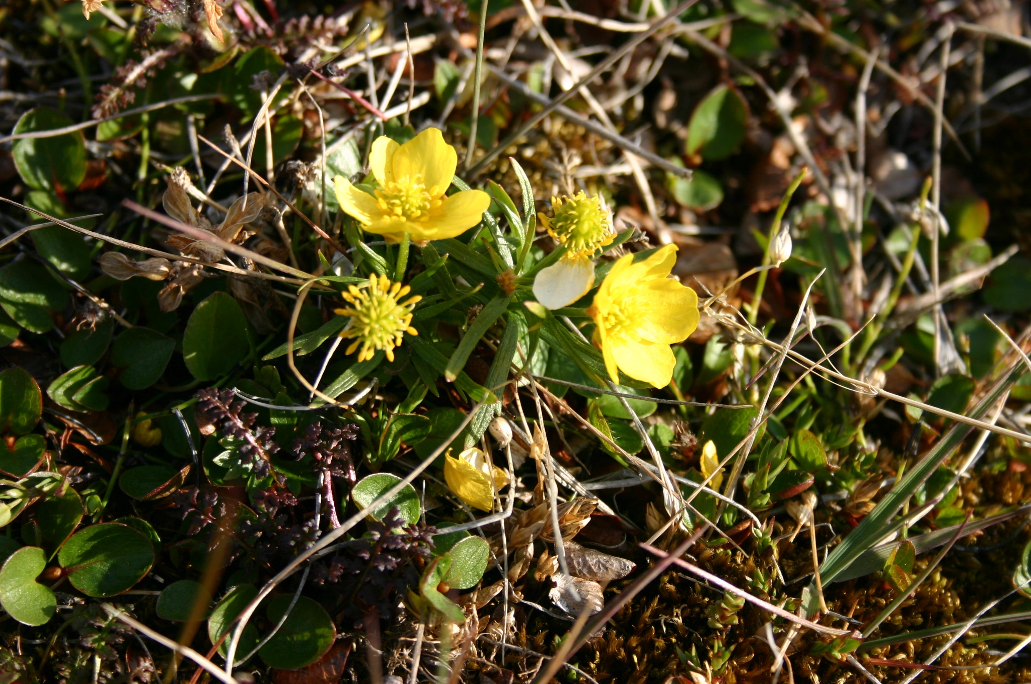 Dekkfrøete planter: Ranunculus wilanderi.