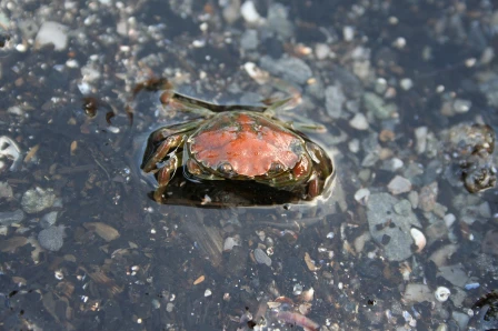 Bilde av Levende organismer med karbonatsubstrater i marine systemer