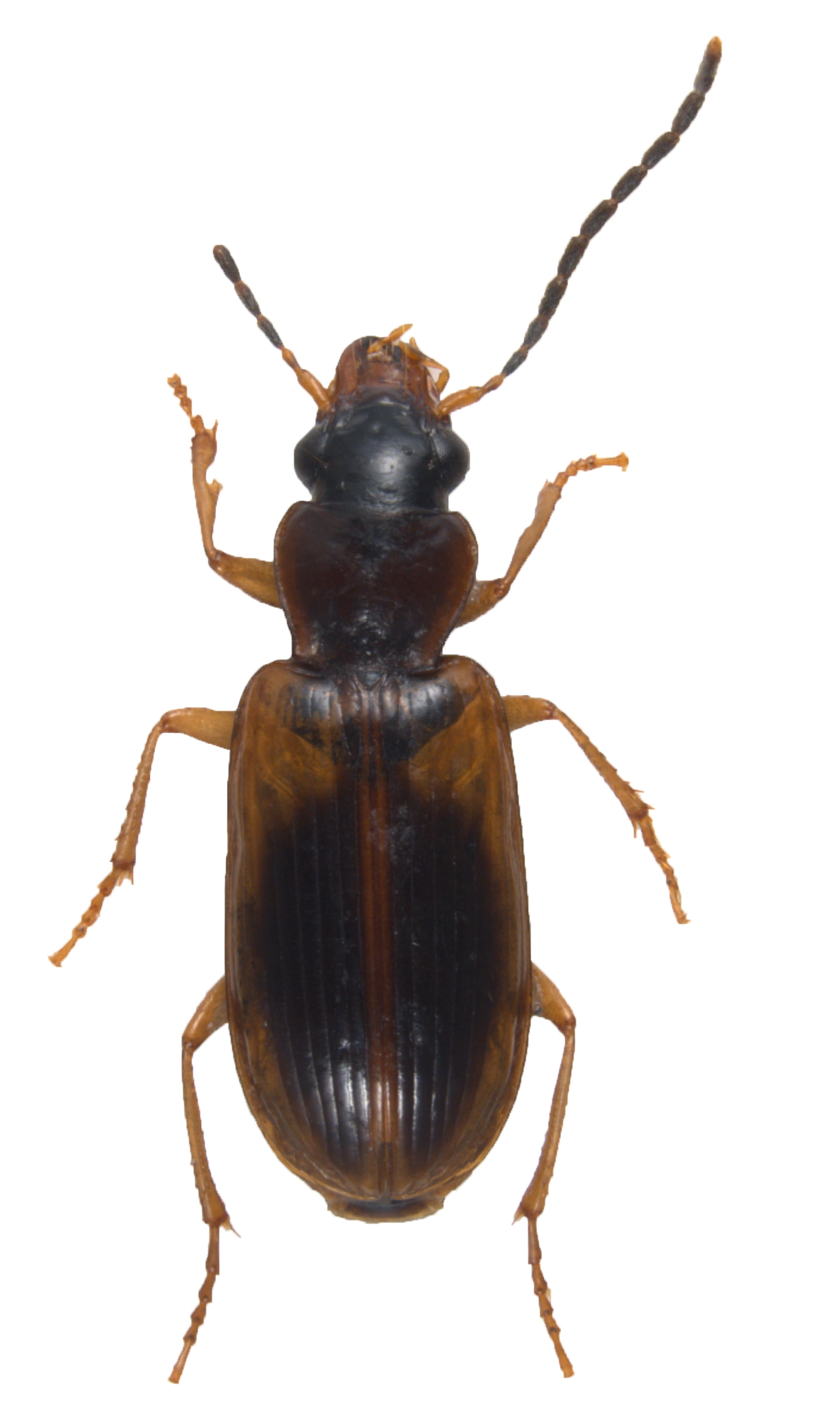 Biller: Anthracus consputus.