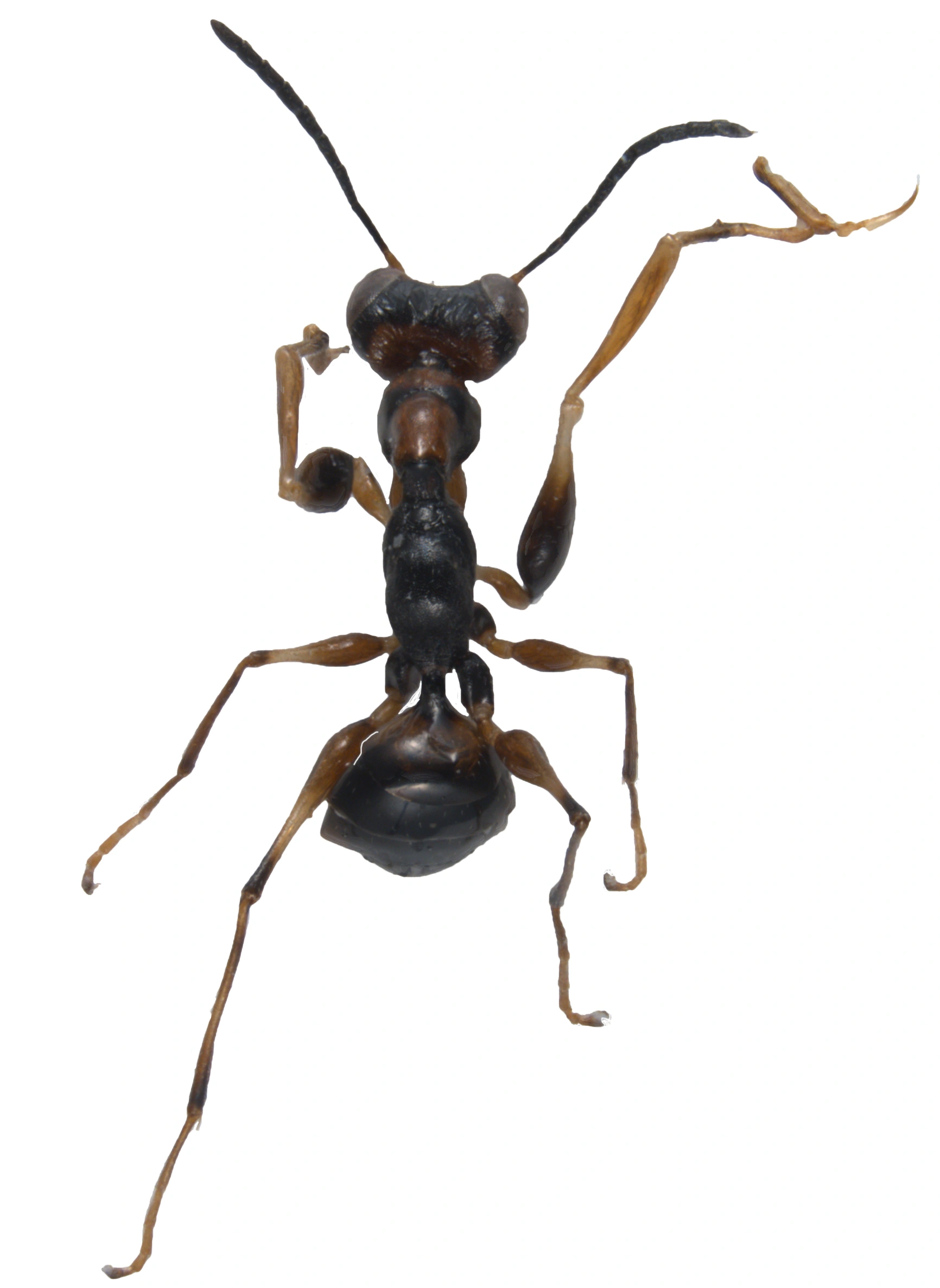 Vepser: Gonatopus formicarius.