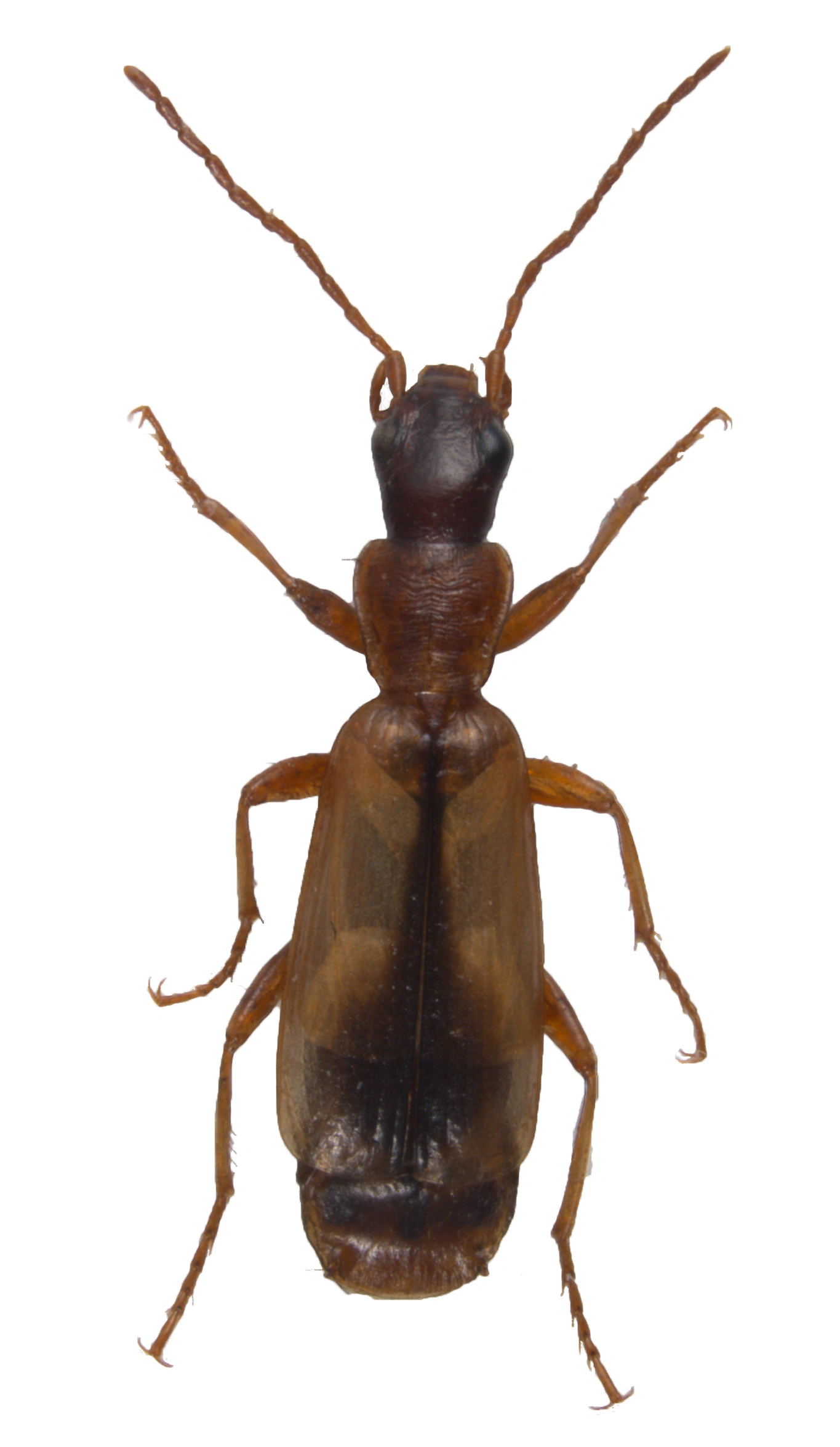 Biller: Paradromius longiceps.