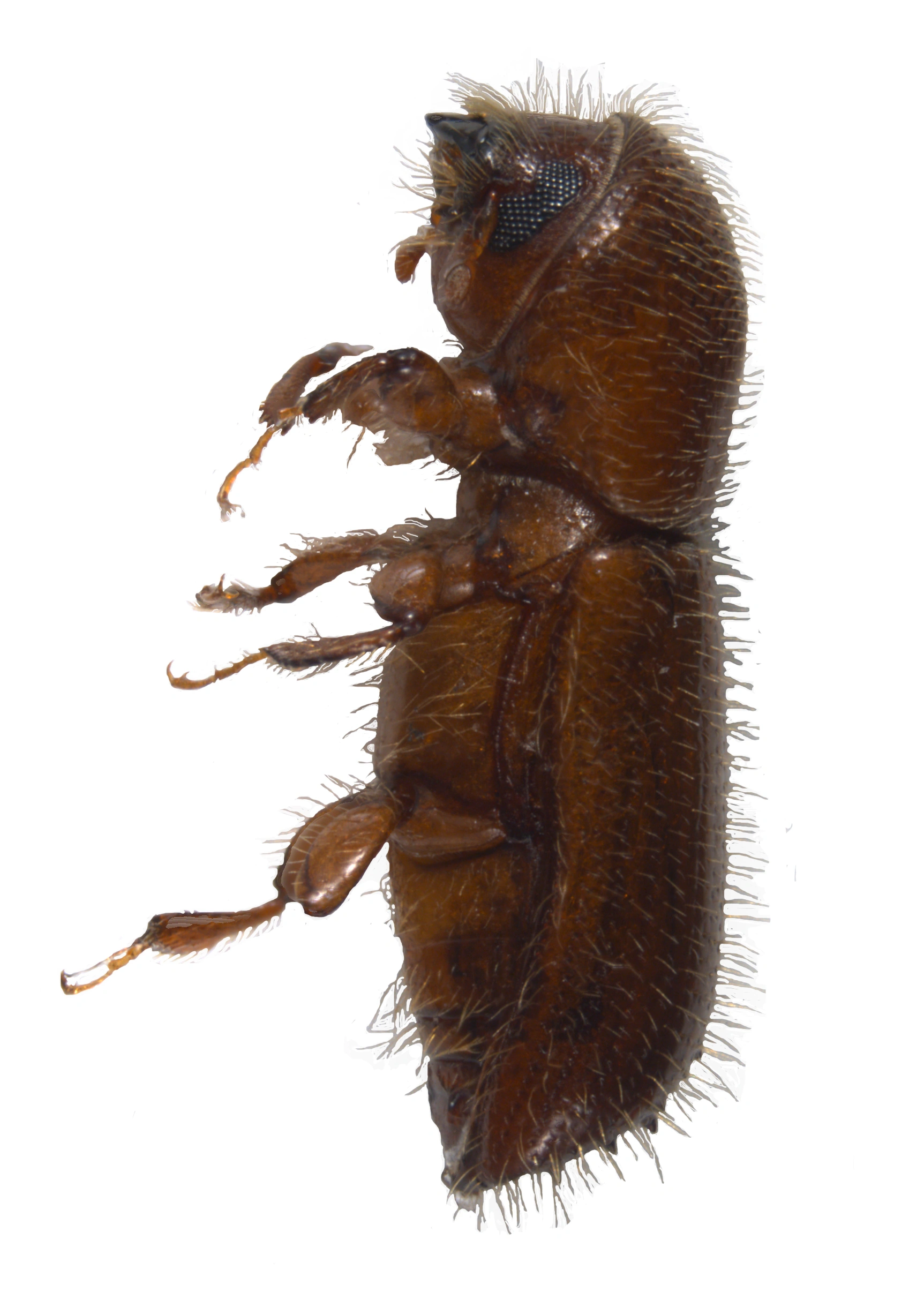 Snutebiller: Xyleborus monographus.