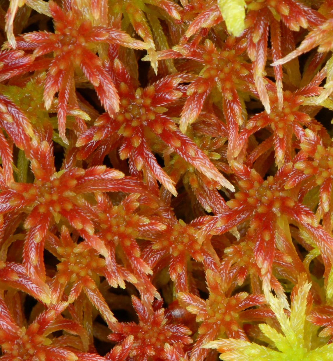 : Sphagnum russowii.