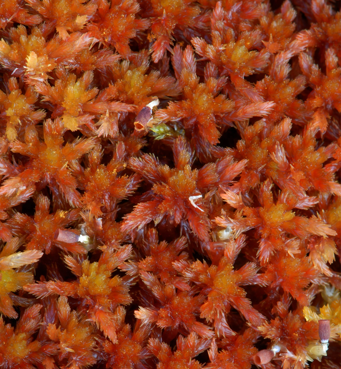 : Sphagnum subnitens subnitens.