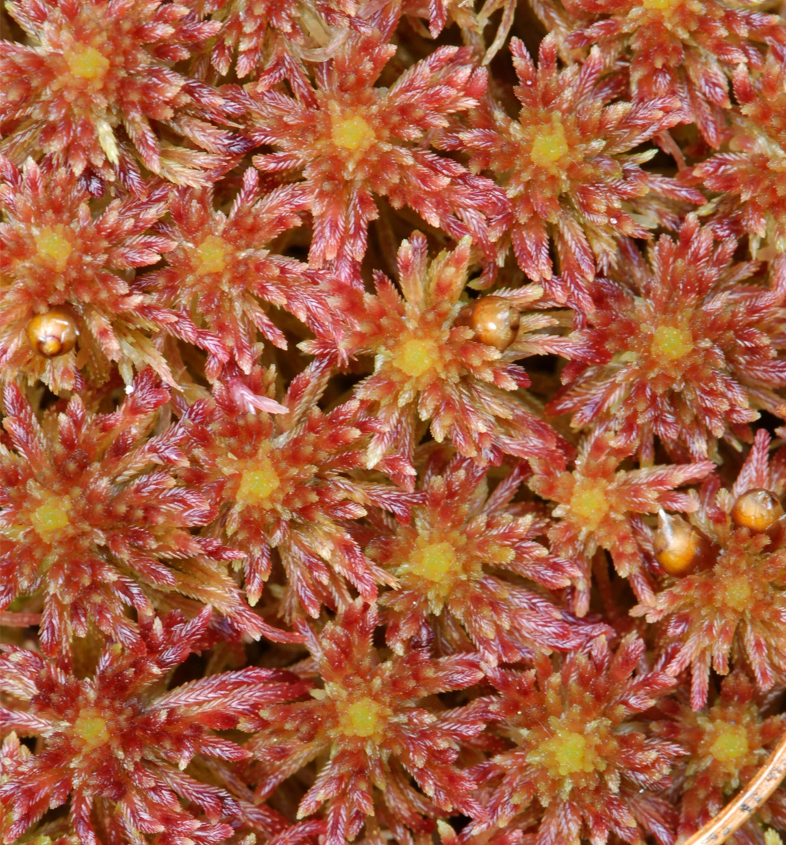 : Sphagnum quinquefarium.