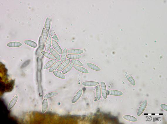 Soppriket: Discostroma fuscellum.