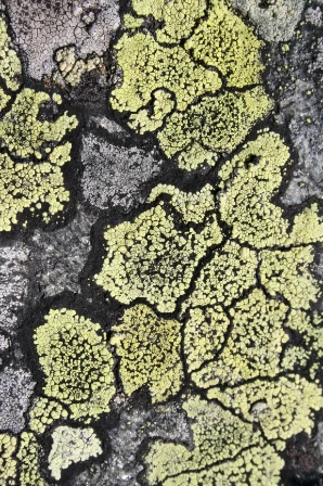 Bilde av Grovere uorganiske substrater på land