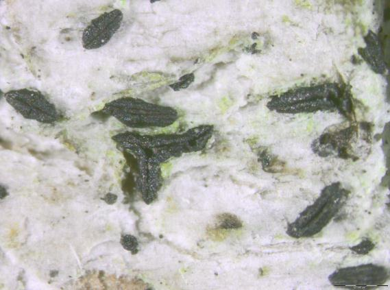 Soppriket: Gloniopsis praelonga.