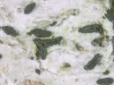 Leppesprekksopper: Gloniopsis praelonga.