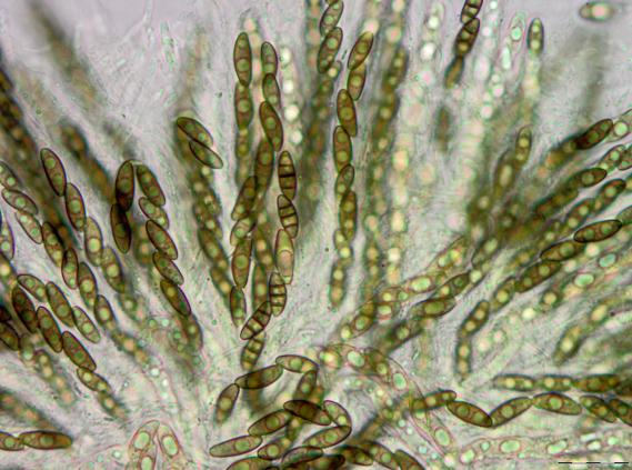 Soppriket: Helminthosphaeria corticiorum.