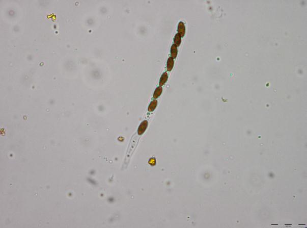 Soppriket: Hypoxylon salicicola.