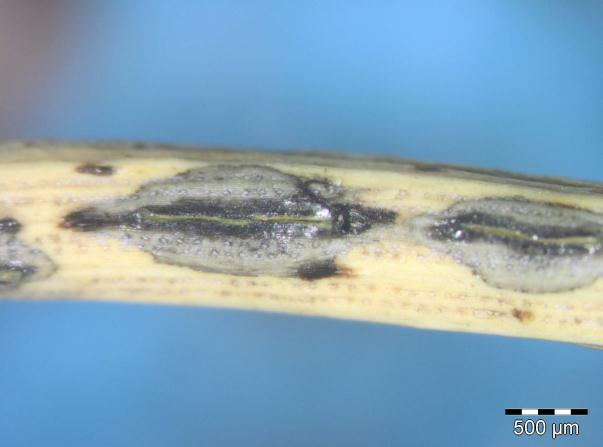 Skyttesopper: Lophodermium seditiosum.