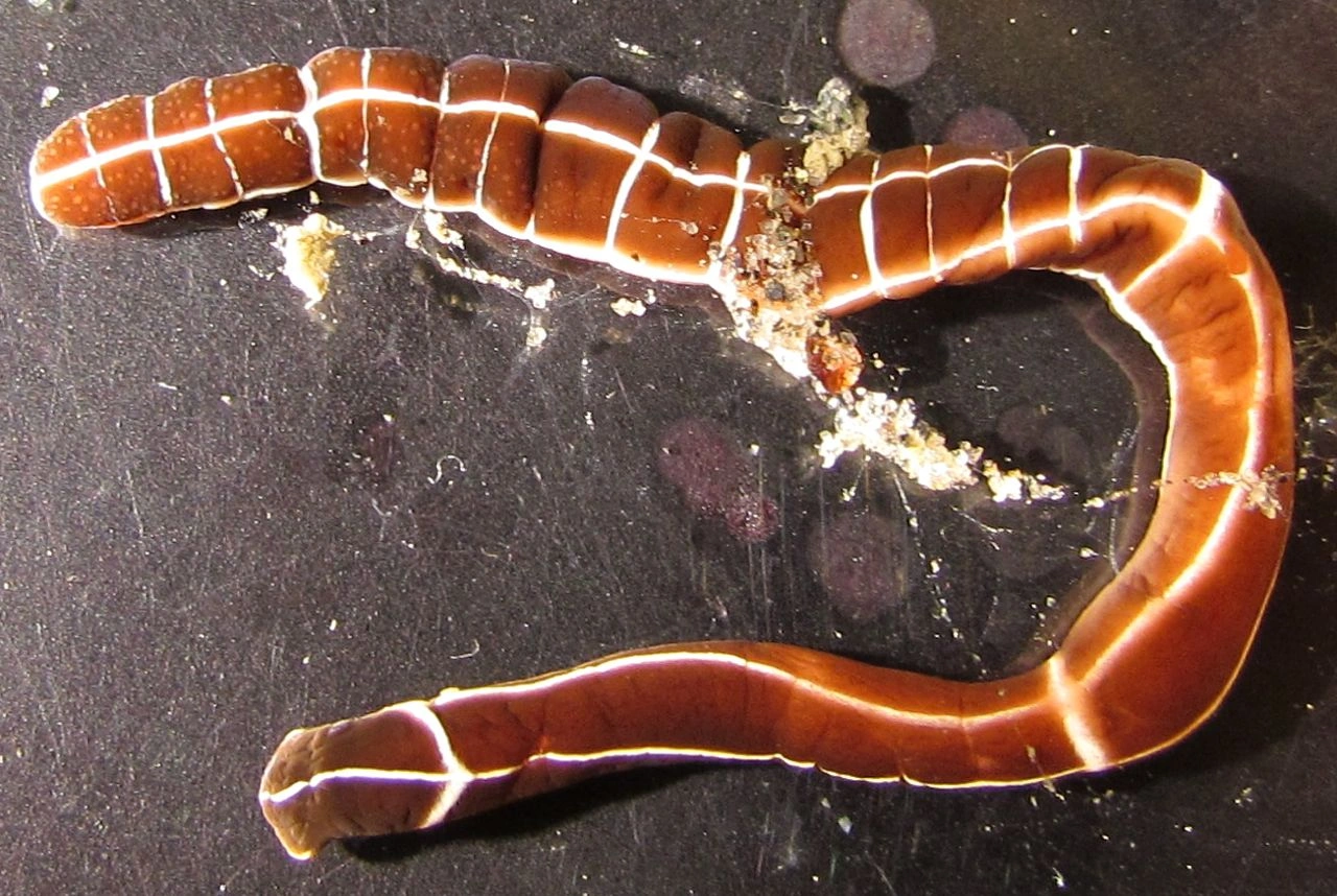 Ribbon Worm Proboscis