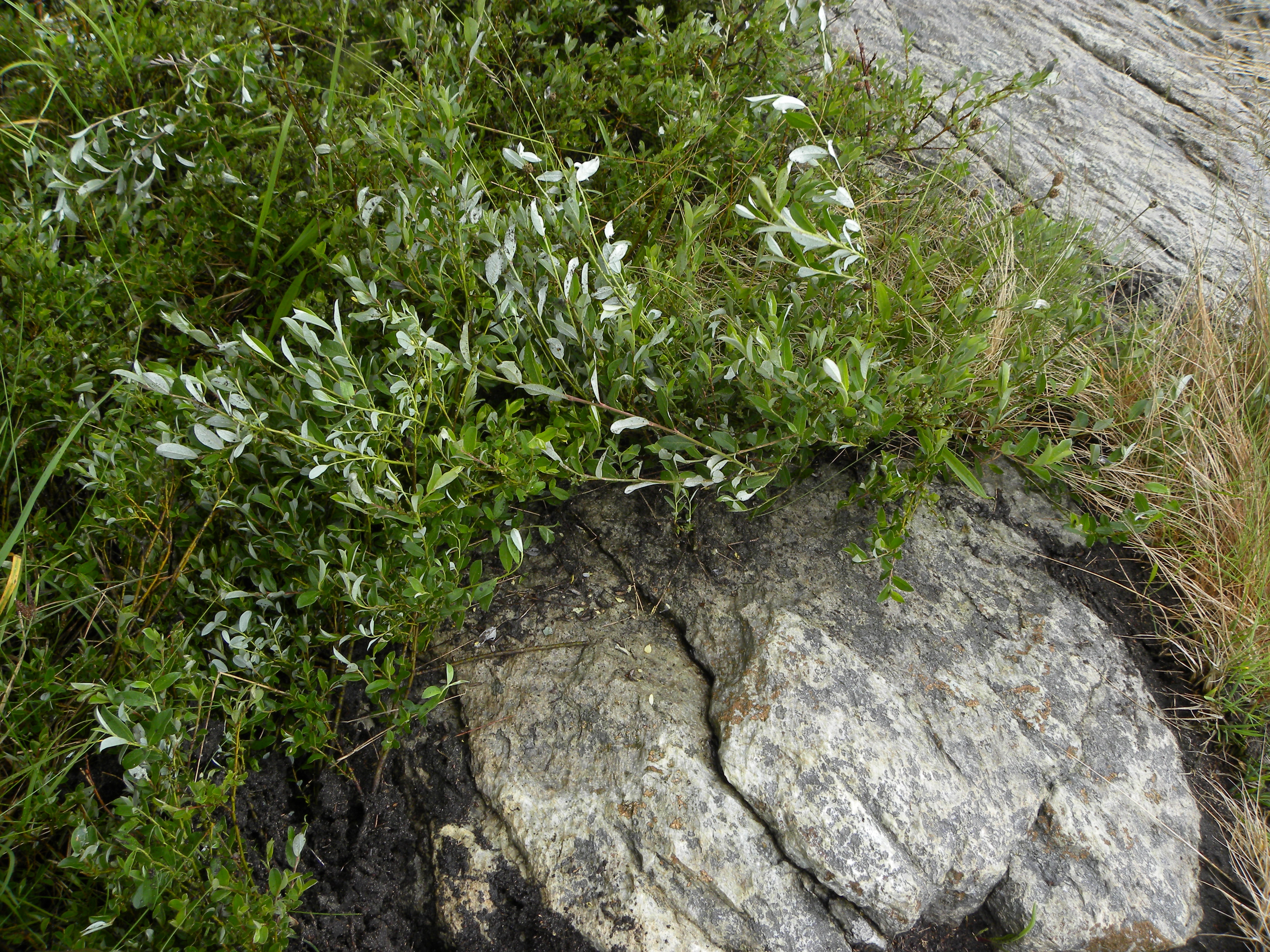 Plantelus: Parthenolecanium corni.