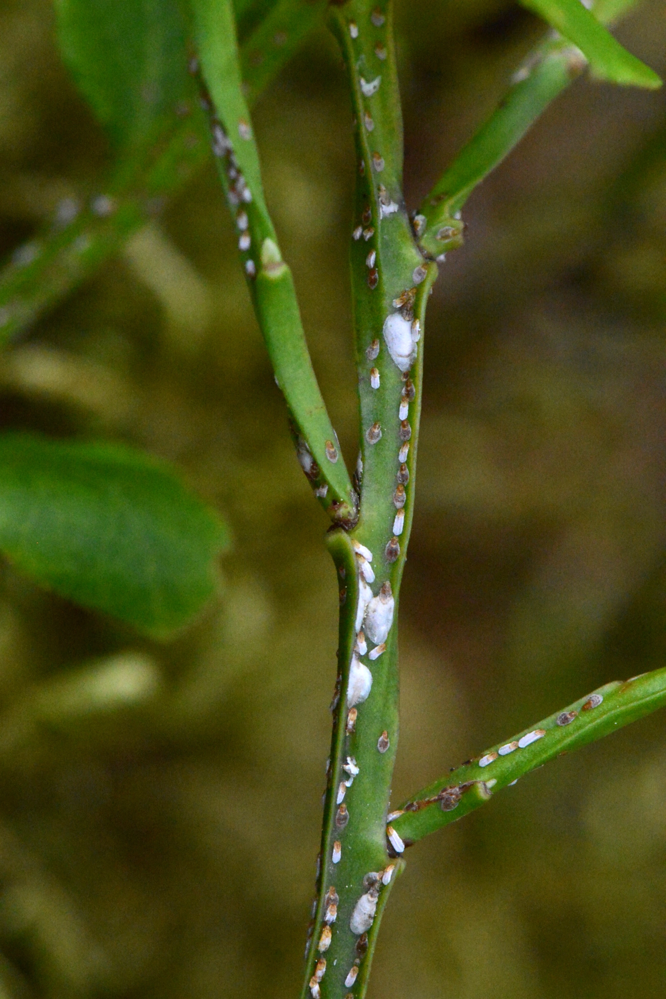 Plantelus: Chionaspis salicis.
