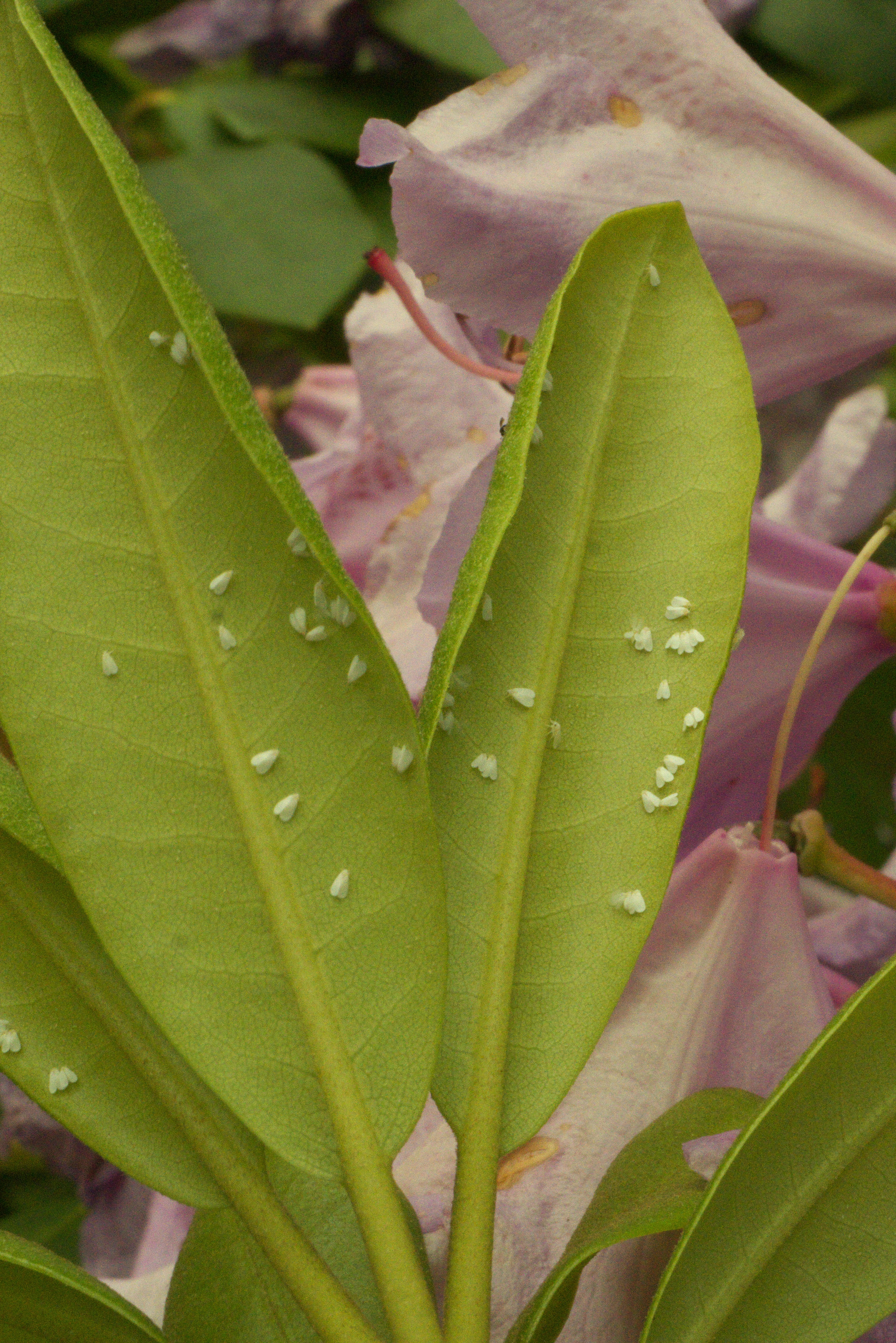 Plantelus: Aleyrodidae.