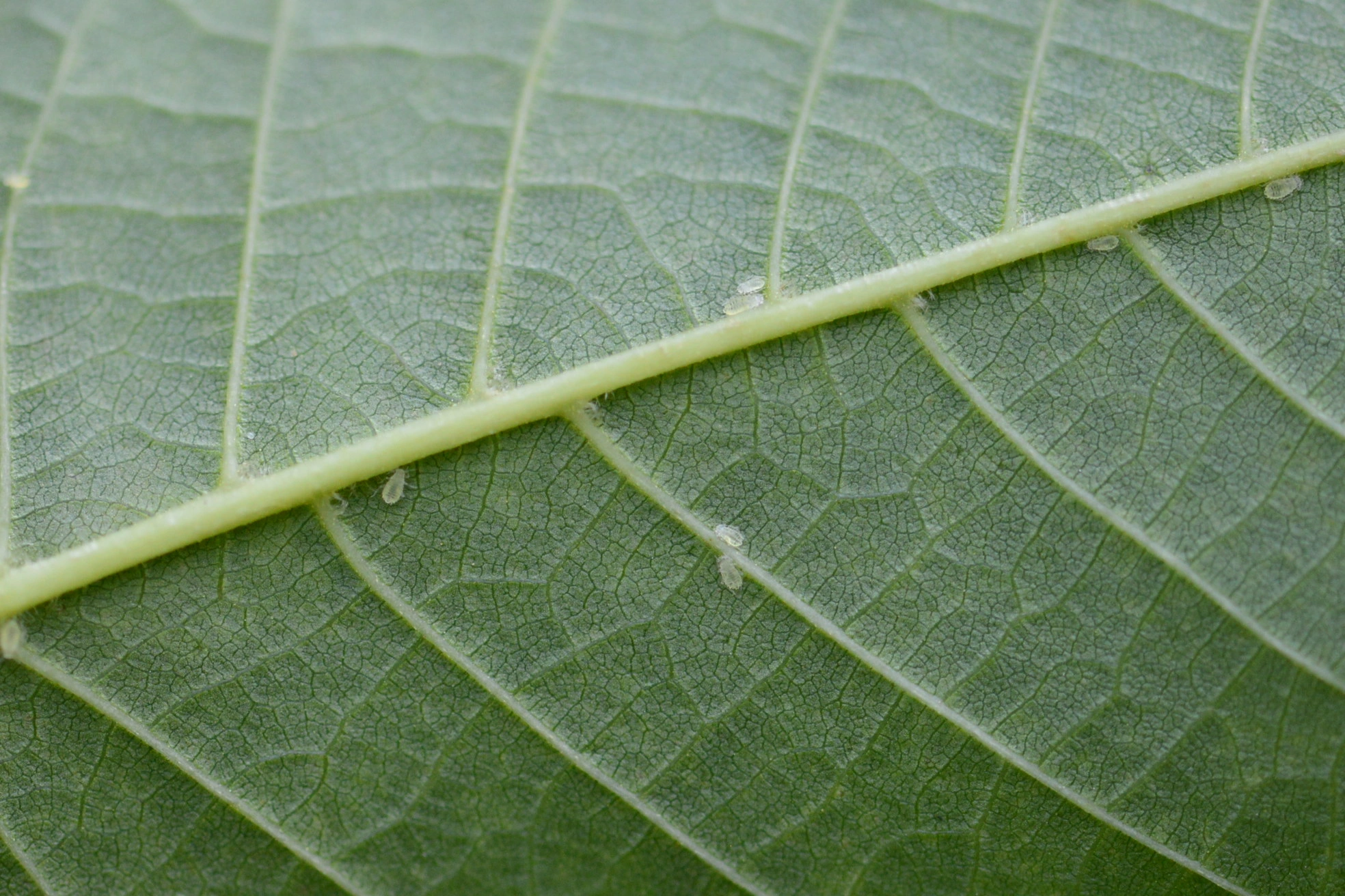 Plantelus: Chromaphis juglandicola.