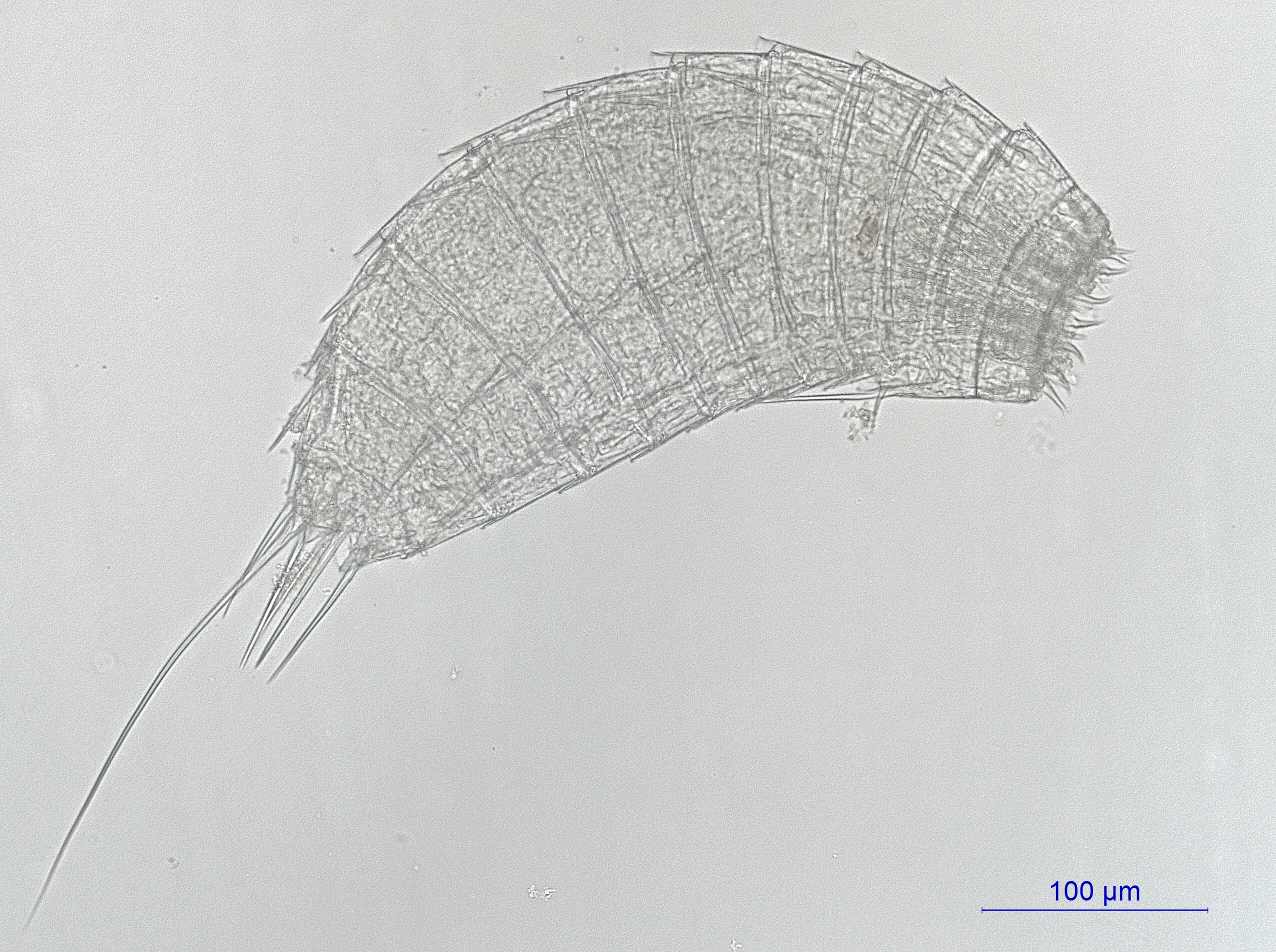 Kinorhyncher: Centroderes spinosus.