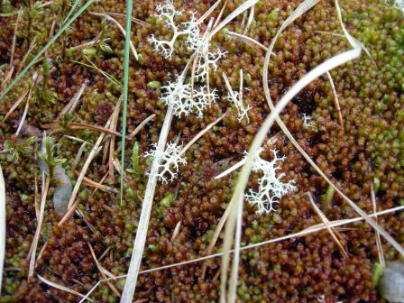 Bilde av Levende, ikke forvedete planter på land