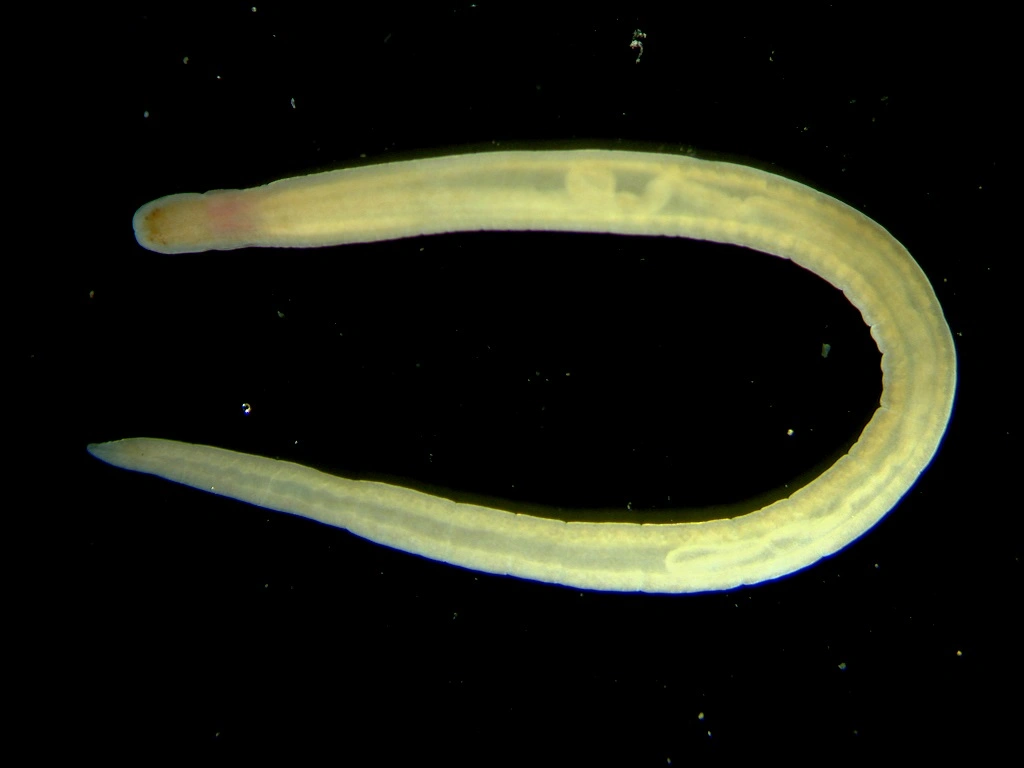 Slimormer: Lineus viridis.