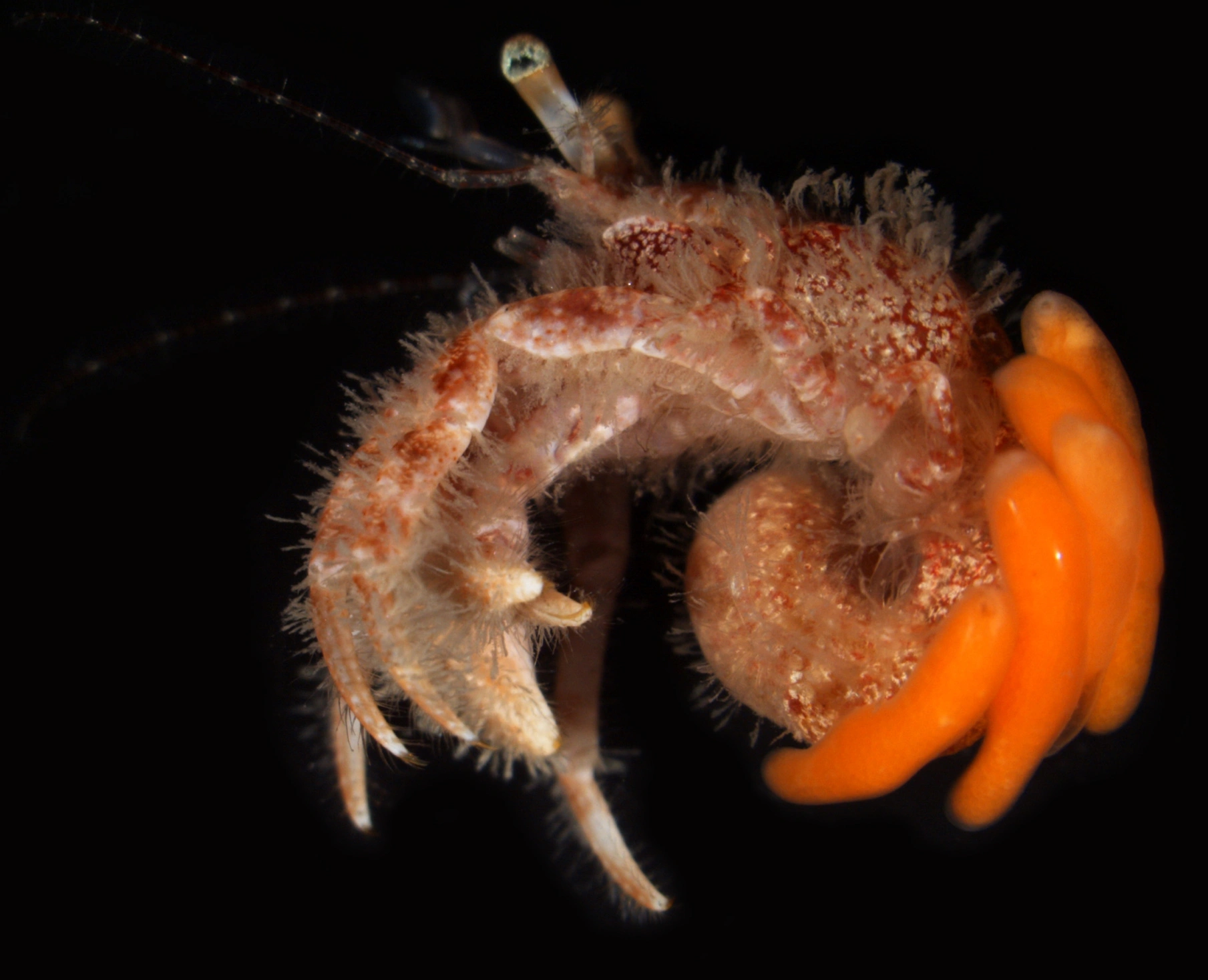 Rankefotinger: Peltogasterella sulcata. Eremittkreps: Pagurus cuanensis.