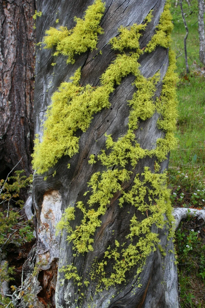 Bilde av naturtypen