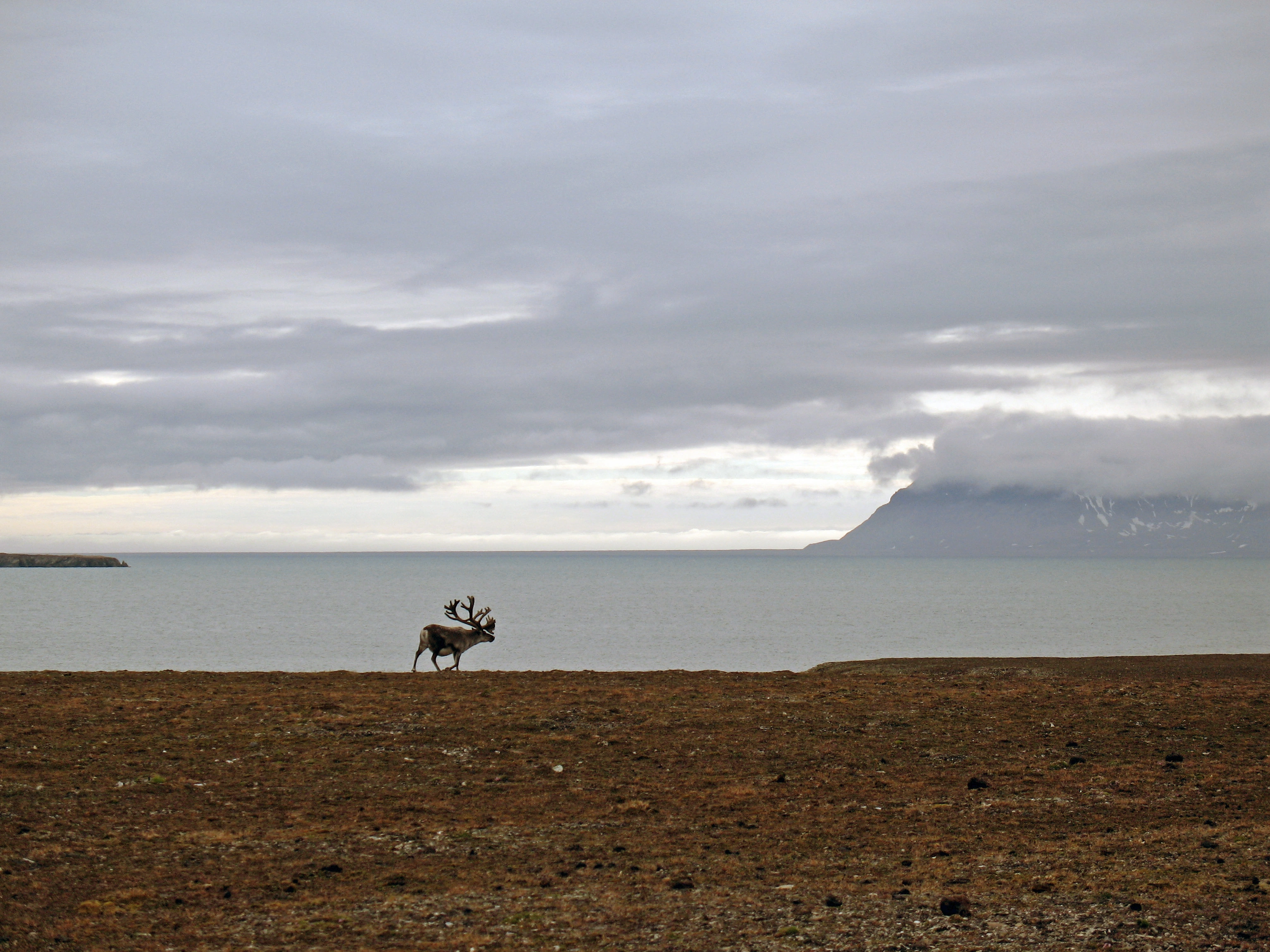 Svalbardrein.