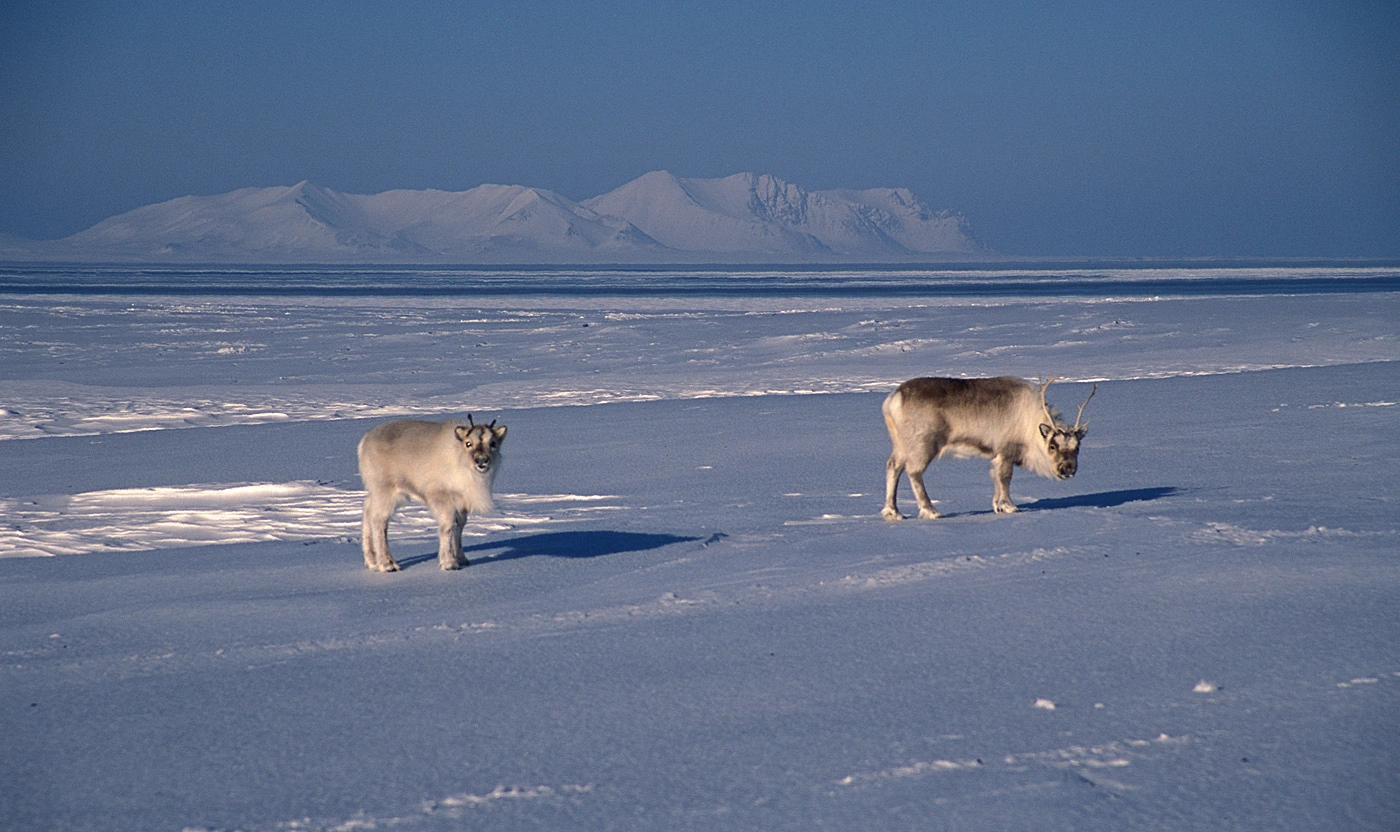 Svalbardrein.