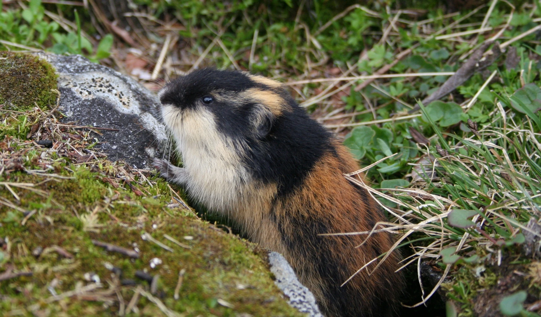 Bilde av naturtypen