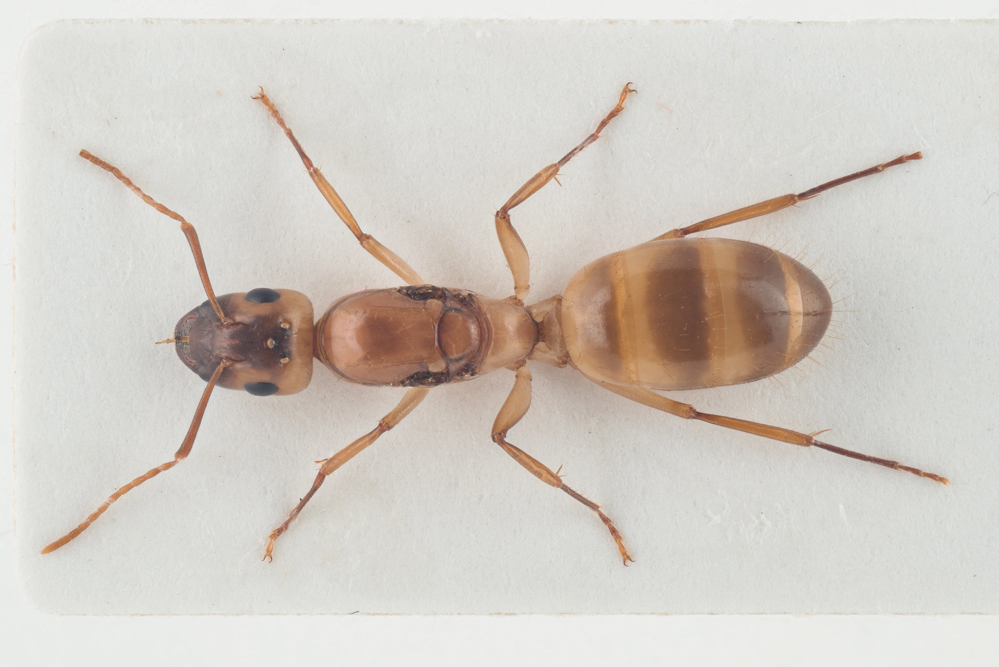 Vepser: Camponotus ustus.