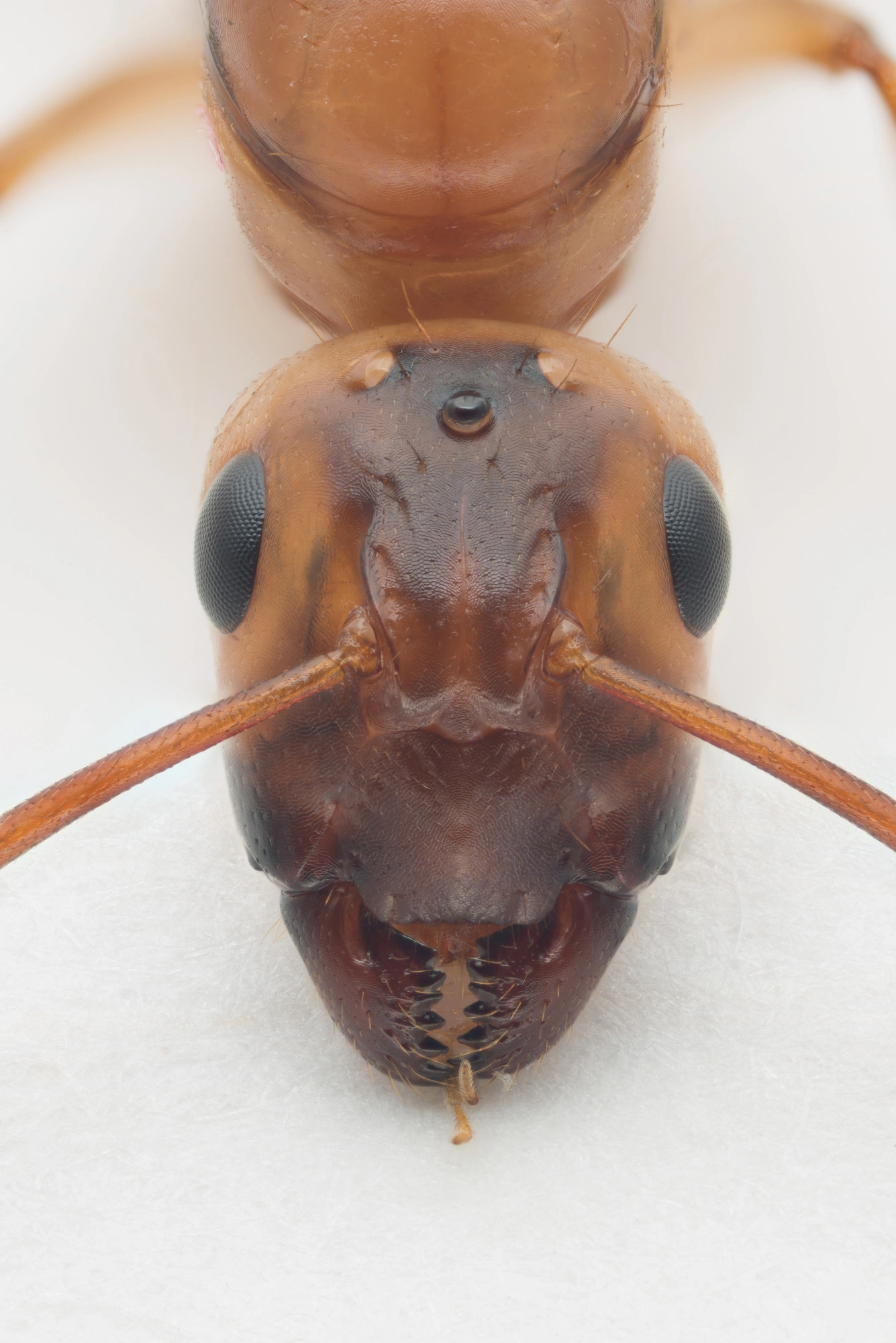 Vepser: Camponotus ustus.