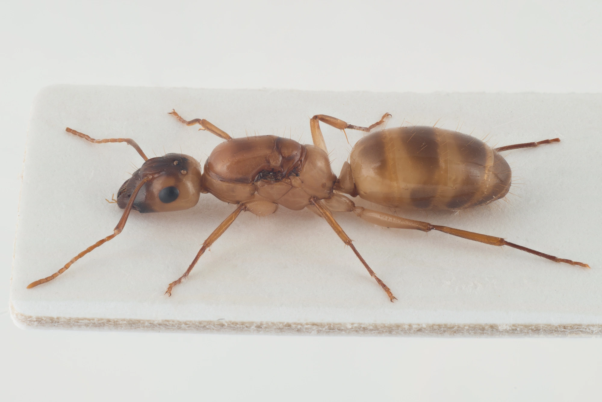 Stokkmaur: Camponotus ustus.