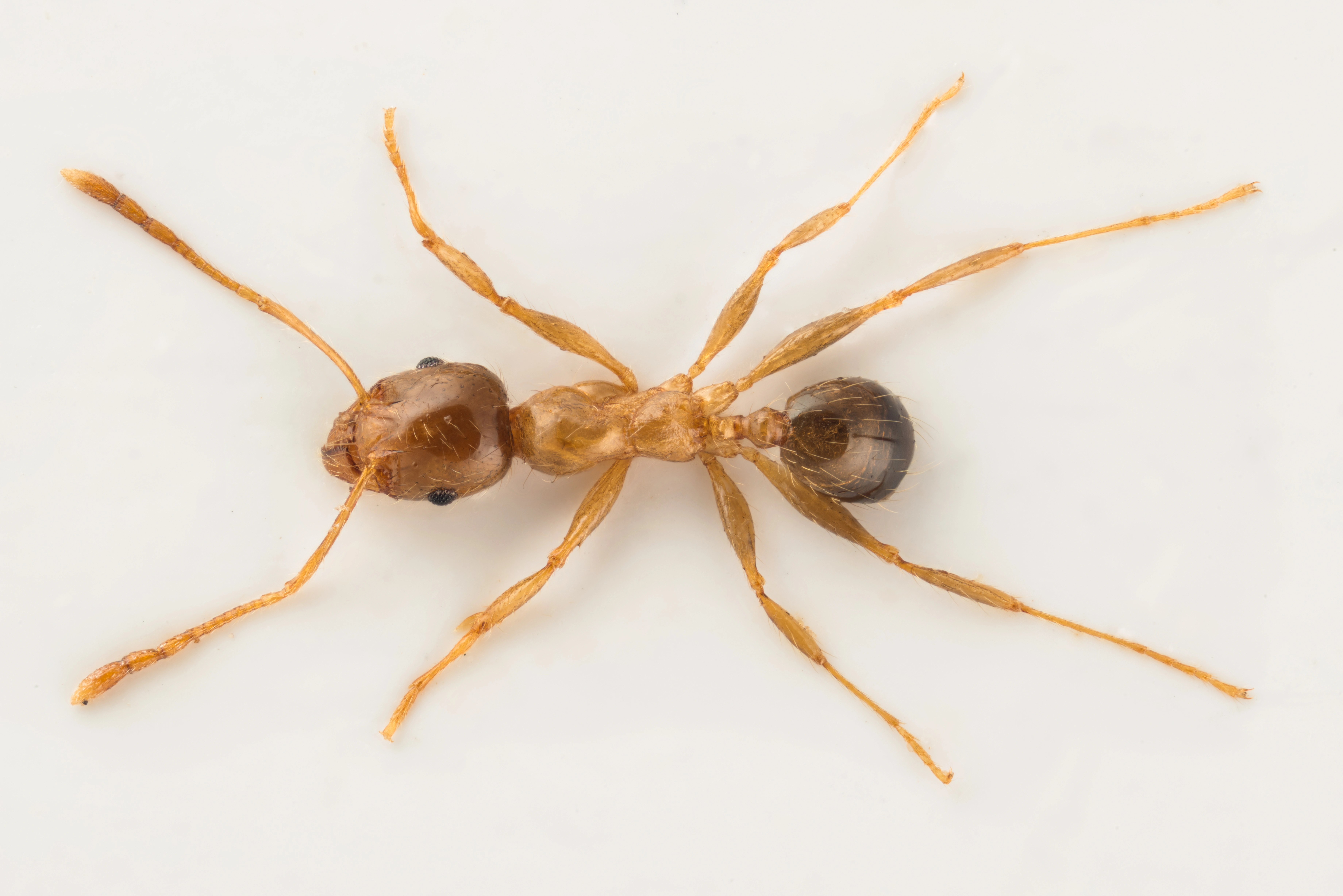 Broddmaur: Pheidole.