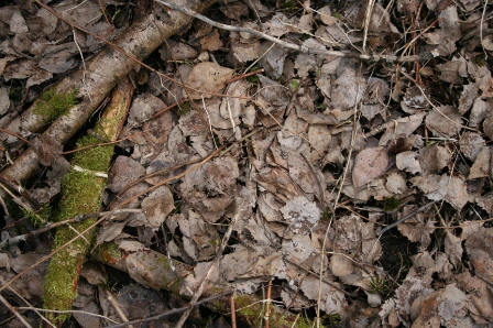 Bilde av Dødt plantemateriale