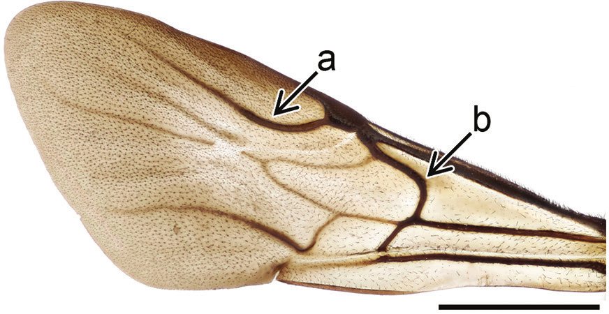 Gullvepser: Holopyga generosa.