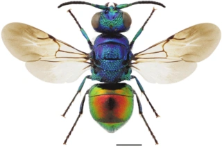 : Pseudomalus auratus.