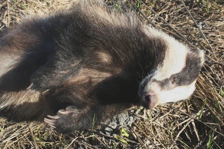 Bilde av Dødt animalsk materiale