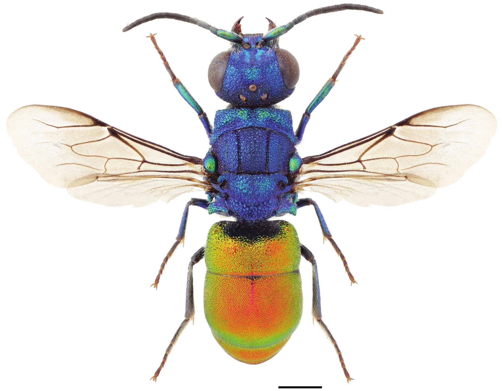 : Pseudochrysis neglecta.