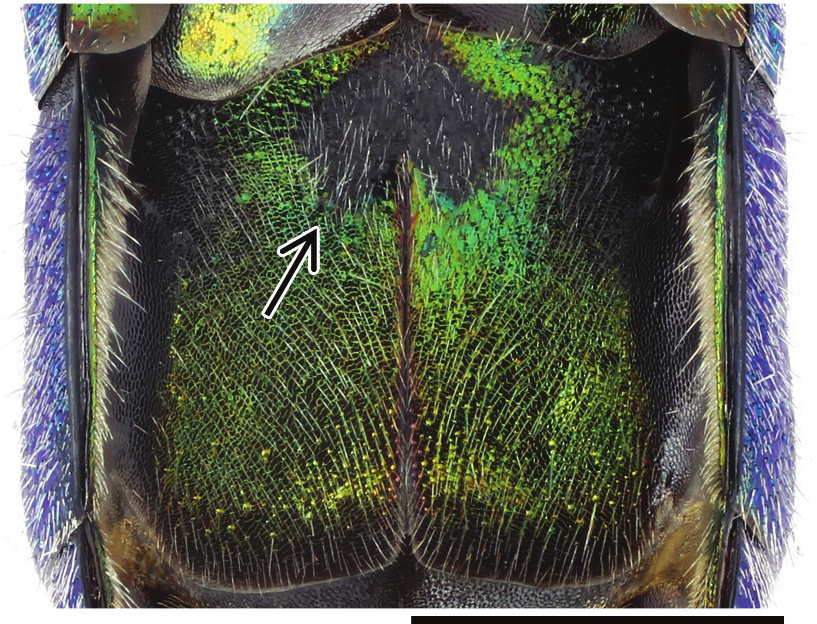 : Trichrysis cyanea.