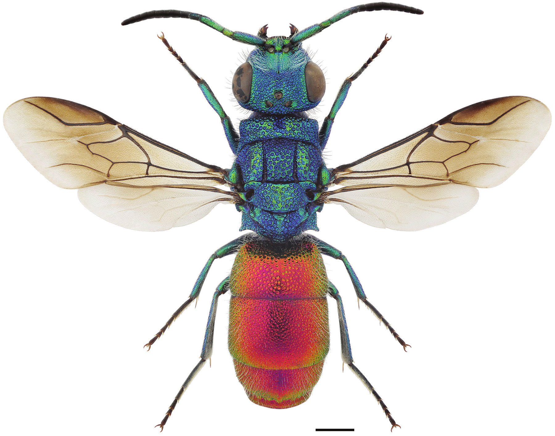 : Chrysura radians.