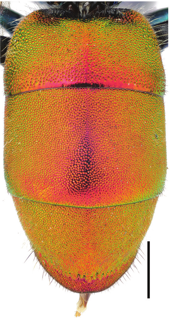 Vepser: Chrysura trimaculata.