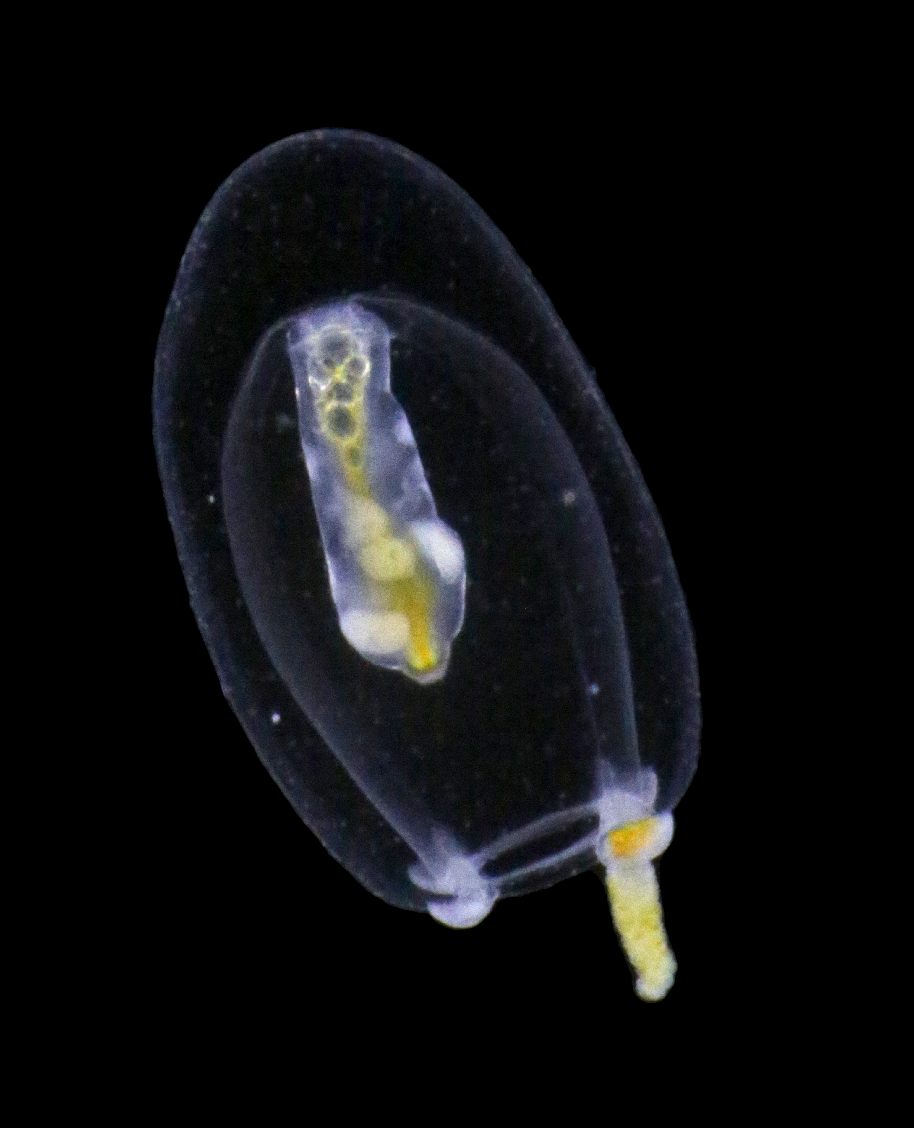 Hydrozoer: Euphysa aurata.