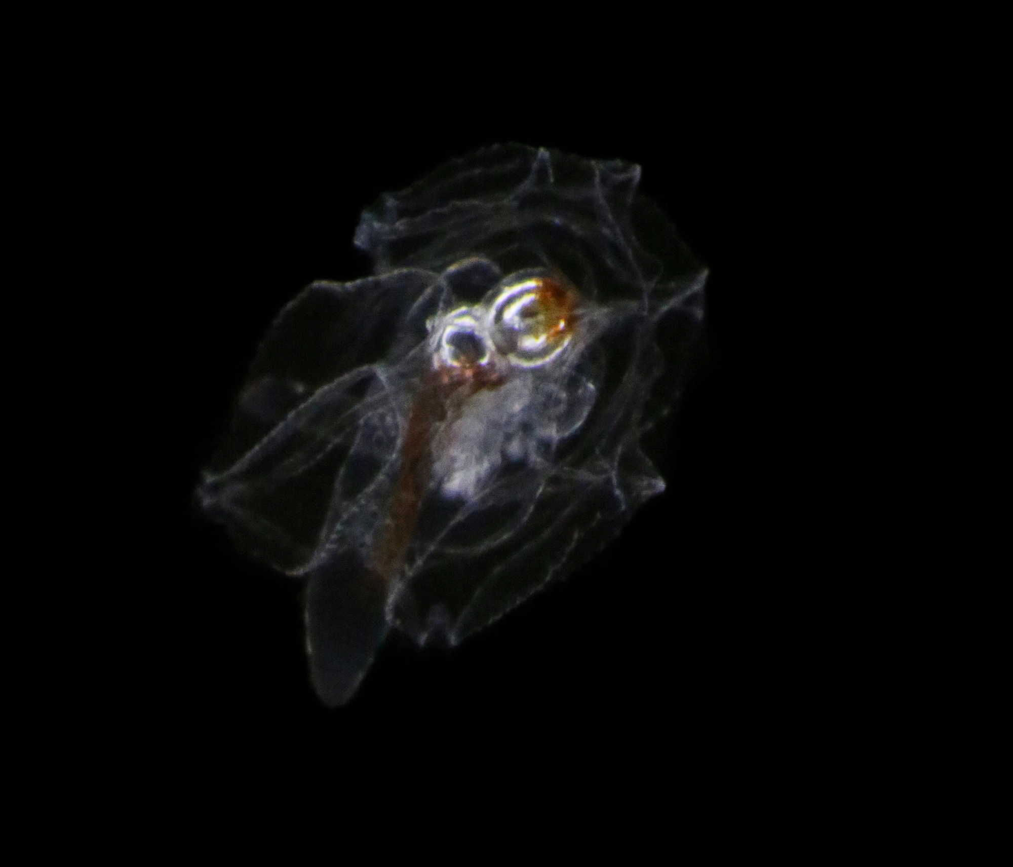 Hydrozoer: Agalma elegans.