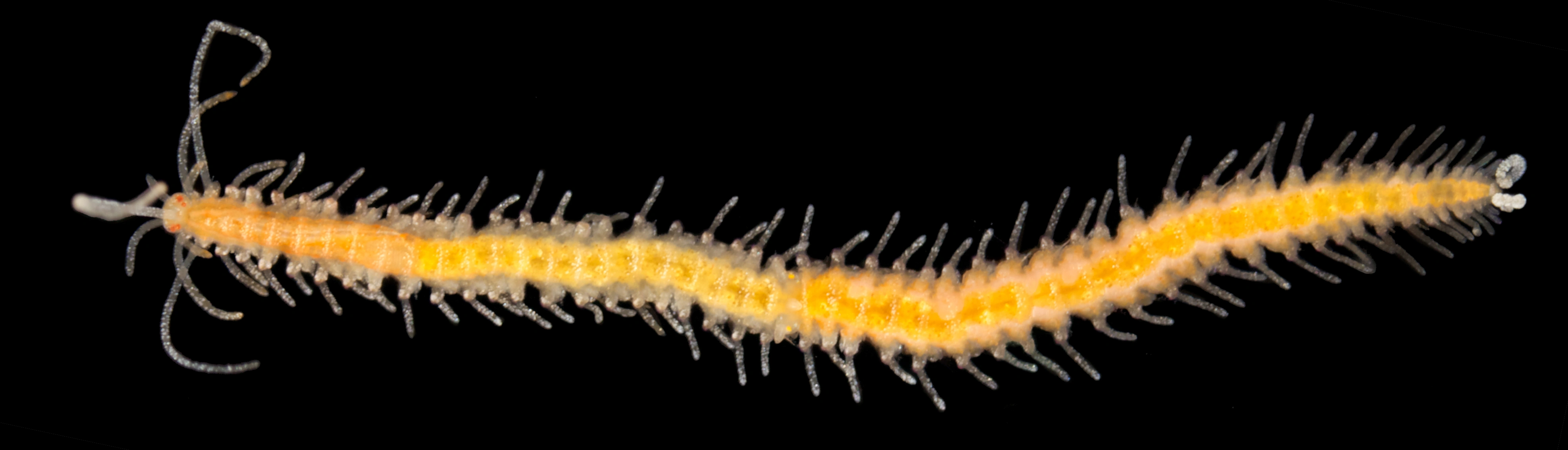 Flerbørstemarker: Myrianida inermis.