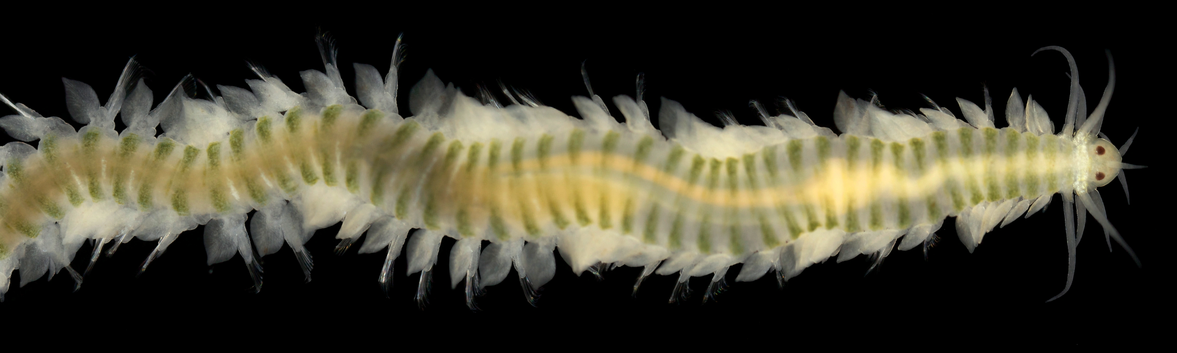 Leddormer: Eumida bahusiensis.