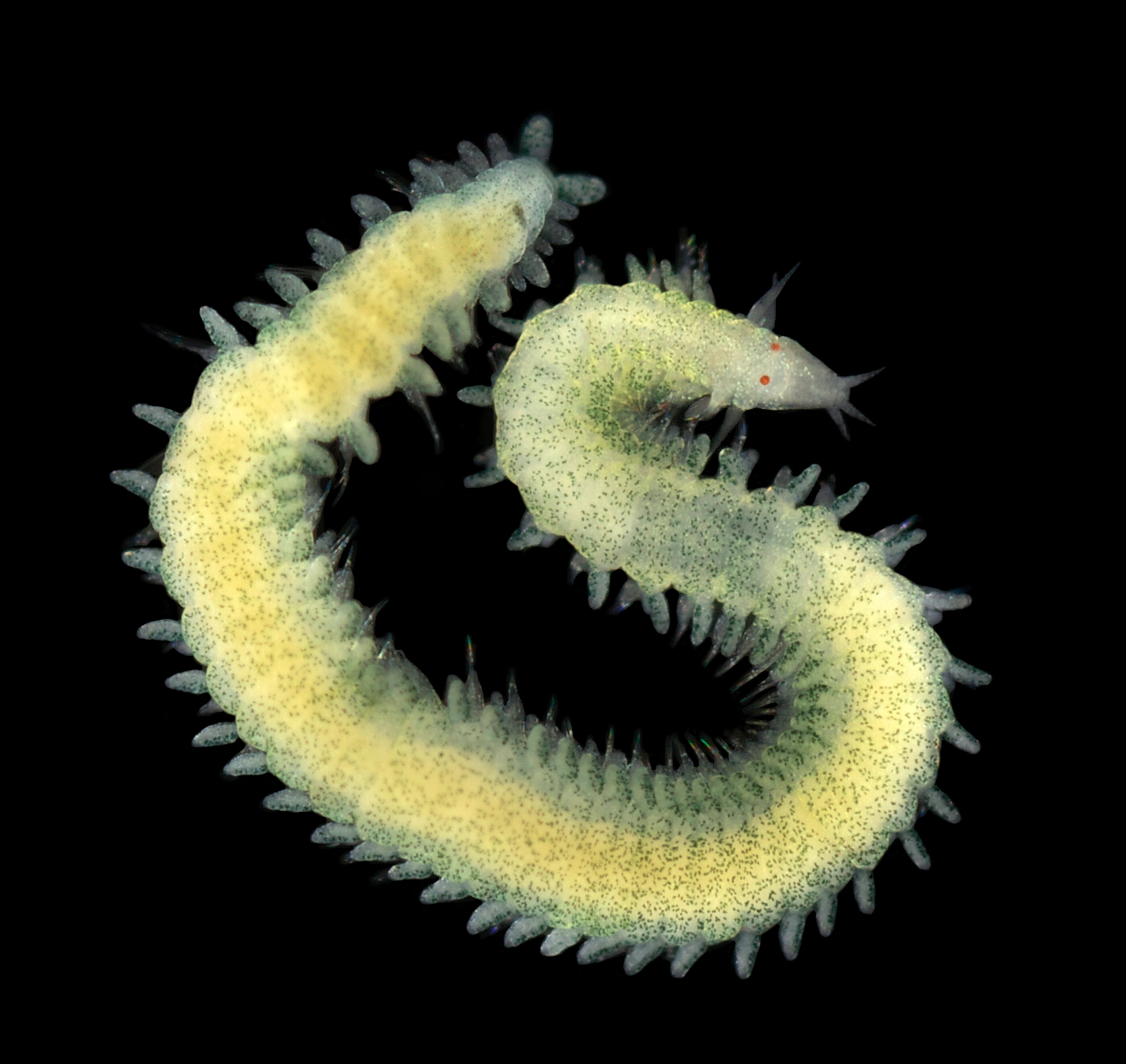 Flerbørstemarker: Pseudomystides spinachia.