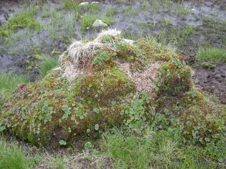 Bilde av Åpen nedbørsmyr