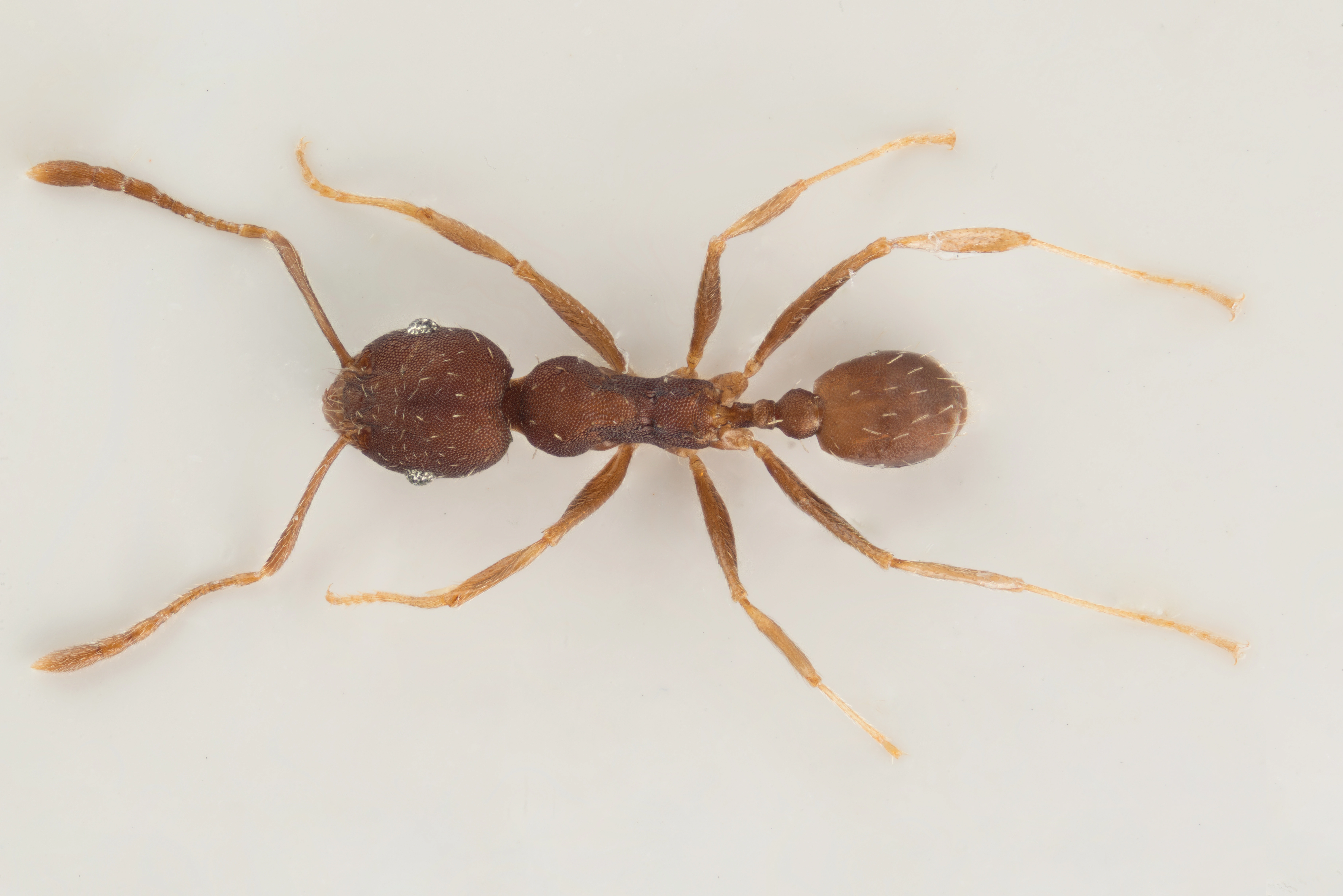 Broddmaur: Pheidole punctatissima.